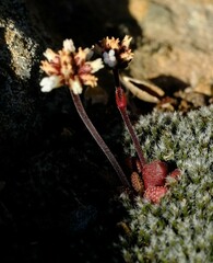 Crassula fragarioides