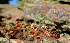 Crassula fragarioides