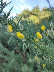 Ulex europaeus