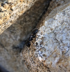 Camponotus laevissimus