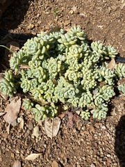 Sedum