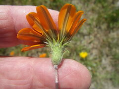 Gazania