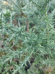 Ulex europaeus