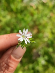 Stellaria pungens
