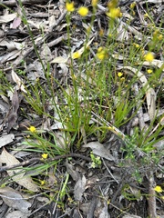 Bulbine bulbosa
