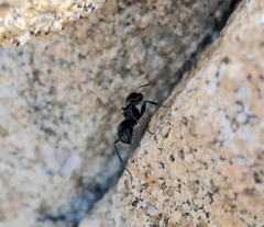 Camponotus laevissimus
