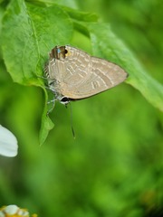 Deudorix epijarbas