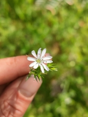 Stellaria pungens