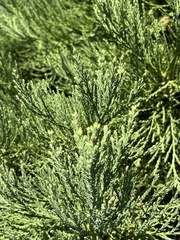 Sequoiadendron