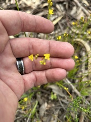 Bulbine bulbosa