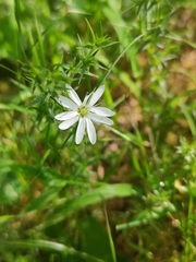 Stellaria pungens