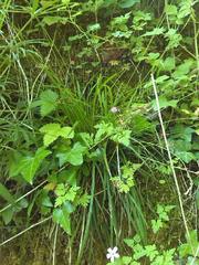 Carex digitata