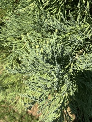 Sequoiadendron