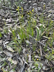 Bulbine bulbosa