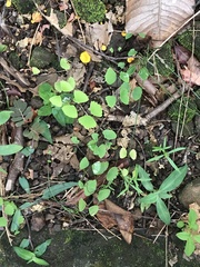 Adiantum erylliae