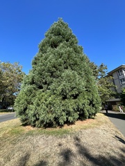 Sequoiadendron