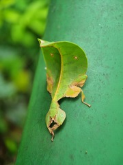 Pulchriphyllium bioculatum