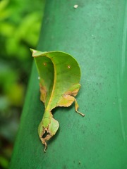 Pulchriphyllium bioculatum