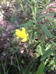 Hibbertia furfuracea