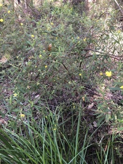 Hibbertia furfuracea