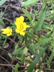 Hibbertia furfuracea