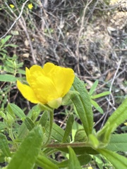Hibbertia furfuracea