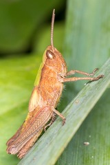 Chorthippus dorsatus