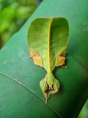 Pulchriphyllium bioculatum