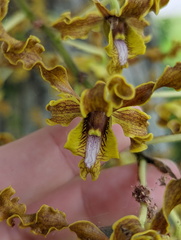 Dendrobium discolor