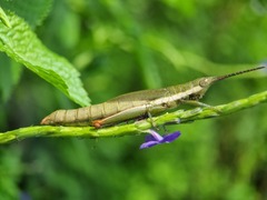 Mitricephala milleri