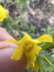 Hibbertia furfuracea