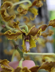 Dendrobium discolor