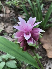 Curcuma