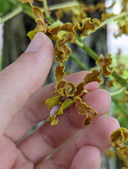 Dendrobium discolor