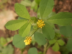 Trifolieae