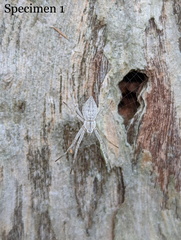 Argiope ocyaloides