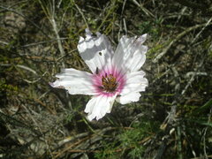 Monsonia speciosa