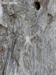 Argiope ocyaloides