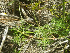 Monsonia speciosa