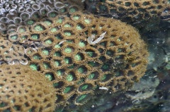 Zoanthus sansibaricus