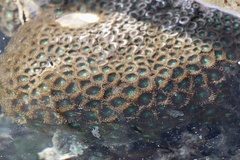 Zoanthus sansibaricus