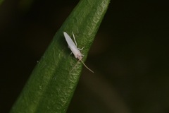 Coniopterygidae