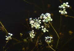 Crassula natans