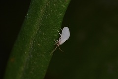 Coniopterygidae