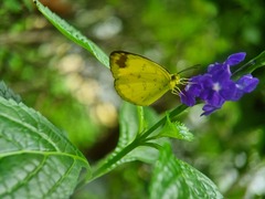 Eurema simulatrix tecmessa