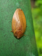 Pseudophoraspis nebulosa