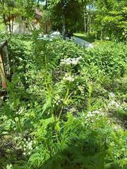 Chaerophyllum aureum