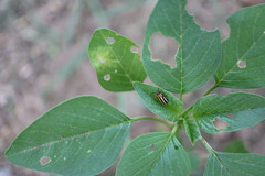 Disonycha glabrata
