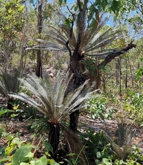 Cycas calcicola