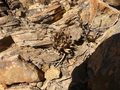 Haworthia mirabilis triebneriana